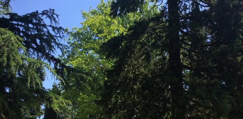 forest path business metaphor coaching